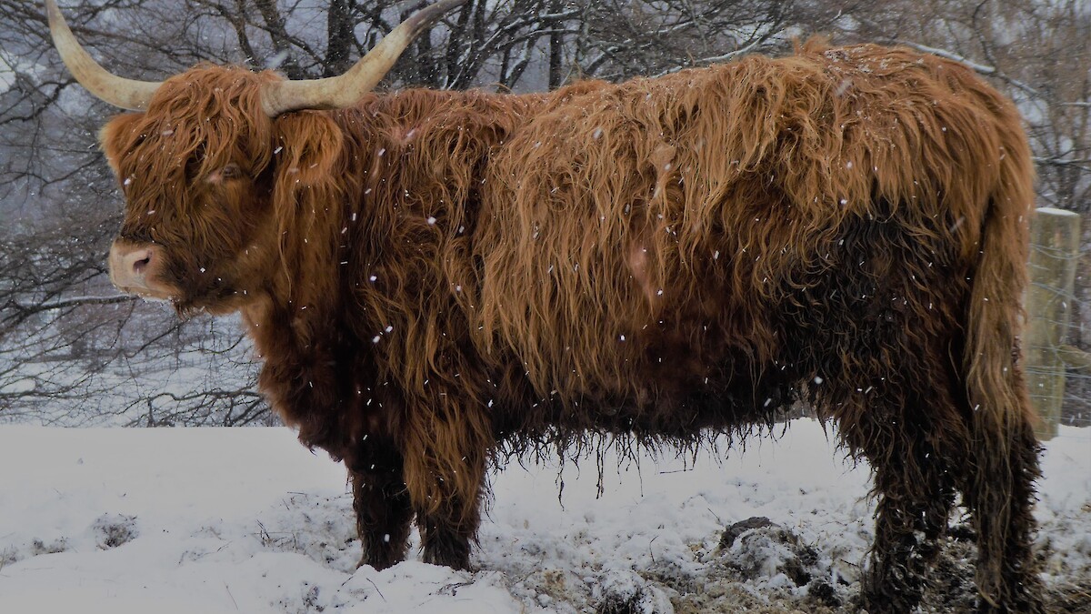 Highland Spirit Tours