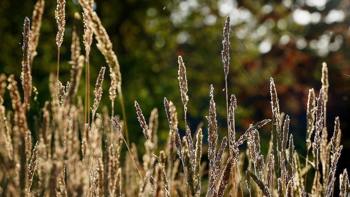 Logie House Gardens