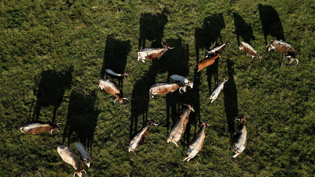 Long horn cattle farmed on the Estate